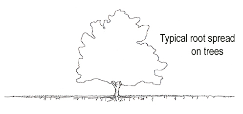 typical root system illustration