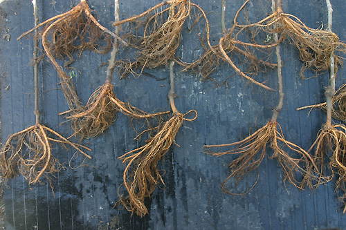 different root system