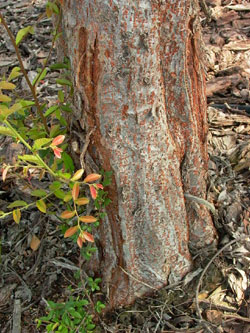 cracks in tree