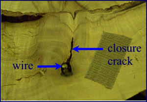 Root cross section that shows engulfed wire