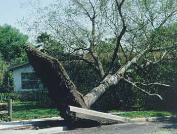 tree falls over