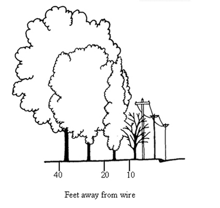 planting trees under wires