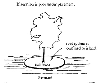 tree roots in soil island can become stressed