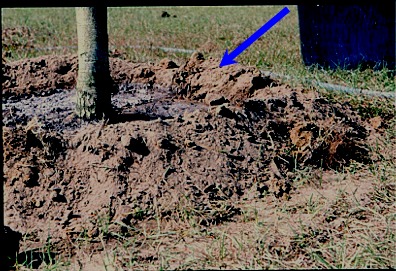 a berm around a newly planted tree can help to retain water