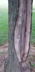 frost cracks on maple tree