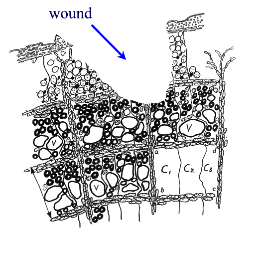 wound response