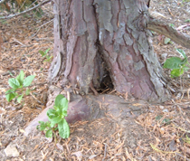 lower trunk may crack with girdling roots