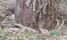 girdling roots on elm