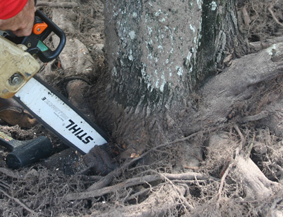 removing large girdling root