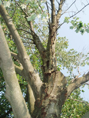 center dead portion of maple tree