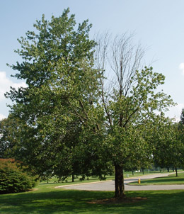 maple tree with severe die back