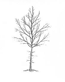 ideal shade tree form illustration