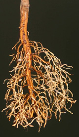 air pruned mahogany root