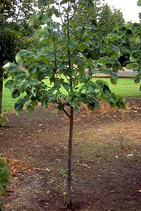 silver linden tree
