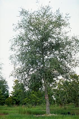 nice quality large caliper tree