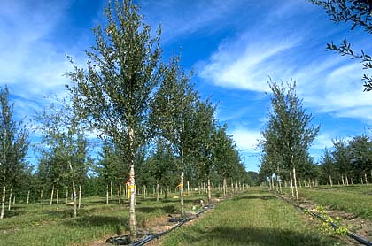 field of quality oaks