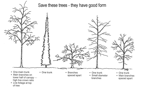 good tree struture illustration