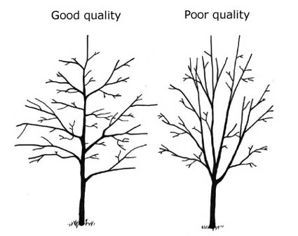 treee quality diagram