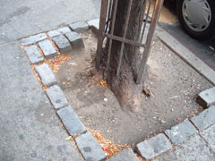 tree in cut out with paver blocks