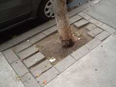 tree in cut out with pavers