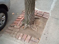 tree in cut out with brick pavers