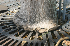 tree grate