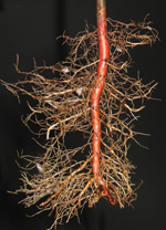uniform distribution of roots