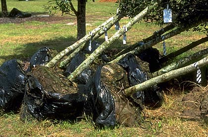 black plastic wrapped root balls