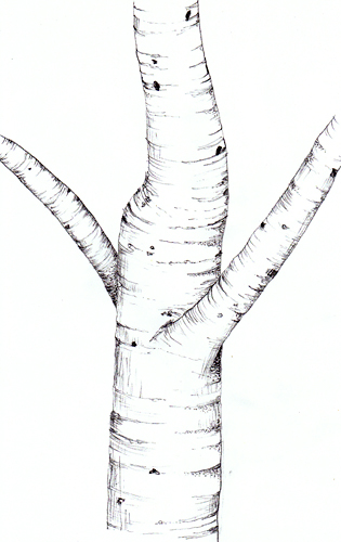 trunk developed two lateral branches
