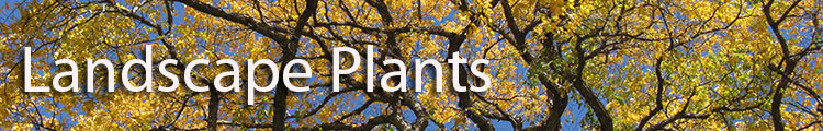 UF/IFAS Landscape Plants web site header image