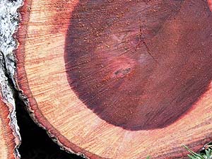 lighter spot on tree stump caused by microorganisms