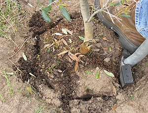 root prune containers immediately after planting.