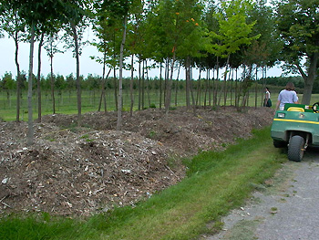 trees above ground in mulch