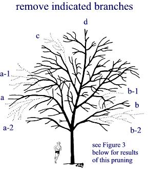 remove branches illustration