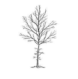 great branch and tree from illustration