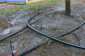 tree with irrigation lines around it