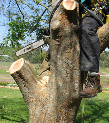 stub left on tree