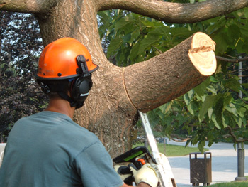 If a large tree branch very high up on a tall tree has partially