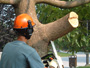 arborist making a pruning cut