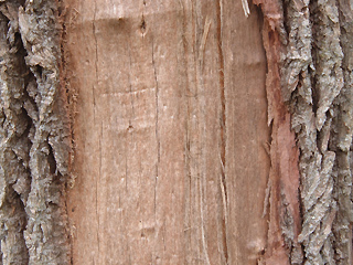 close up lightening strike on tre trunk