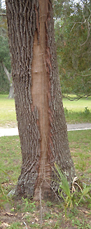 lightening can cause bark to separate from wood