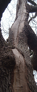 lightening can cause bark to separate from wood