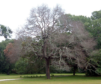 tree killed by lightening strike