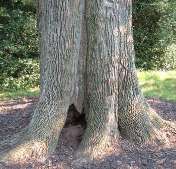 lightening strike that caused decay