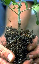 plant liner roots