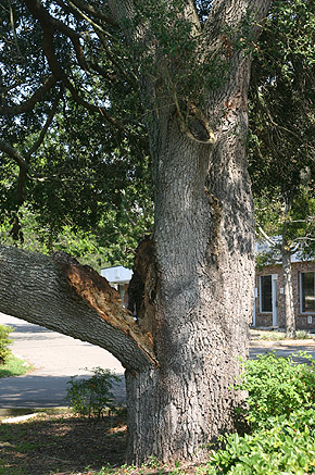 branch split from tree