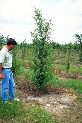 elm tree 12 to 18 months after planting