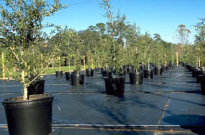 trees growing in #45 containers