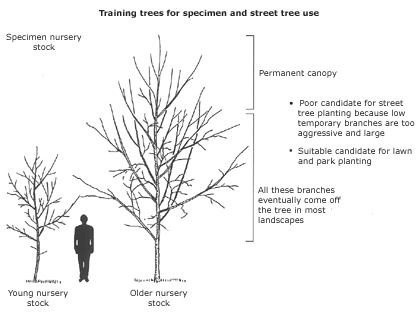 training trees for street use