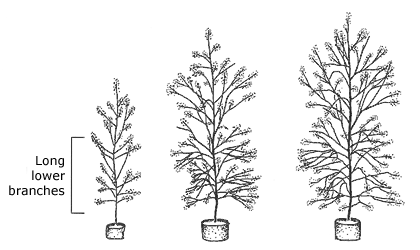low branch illustration